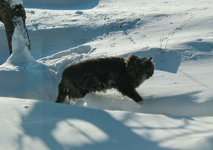 Levitation in winter - My, cat, Catomafia, Winter, Flight, Snow, Fluffy, The photo