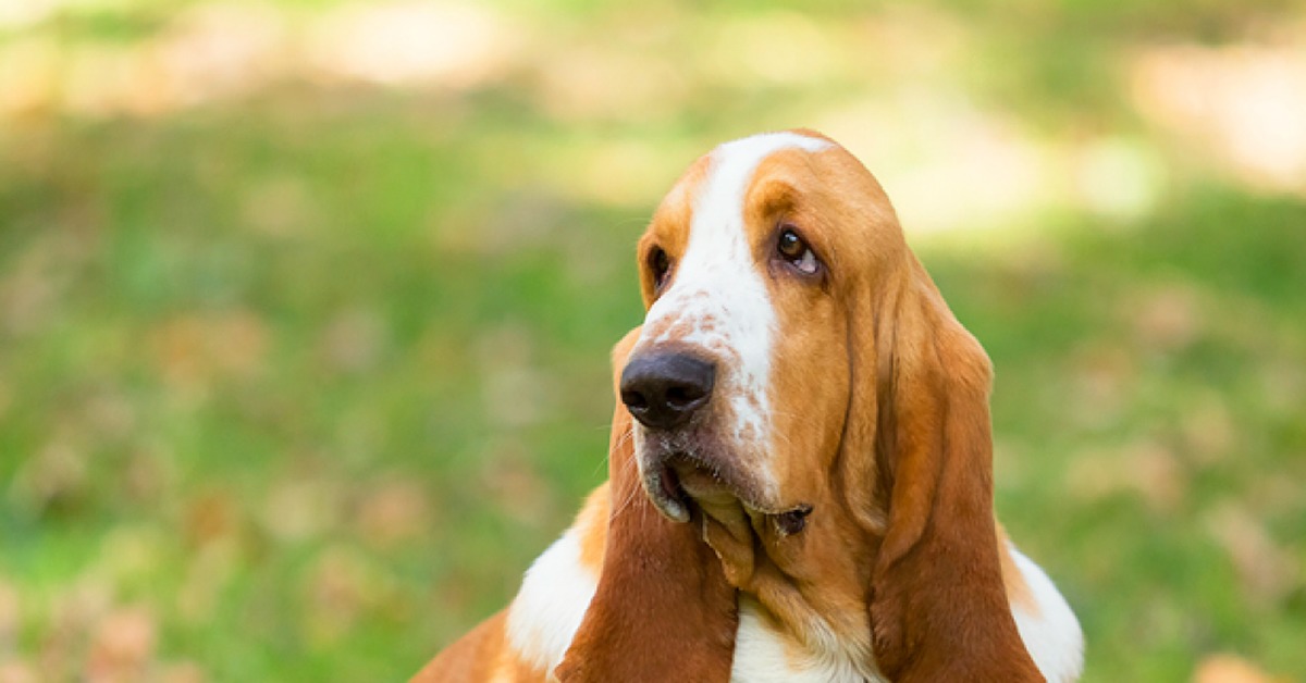 Бассет хаунд собака с грустными глазами | Пикабу