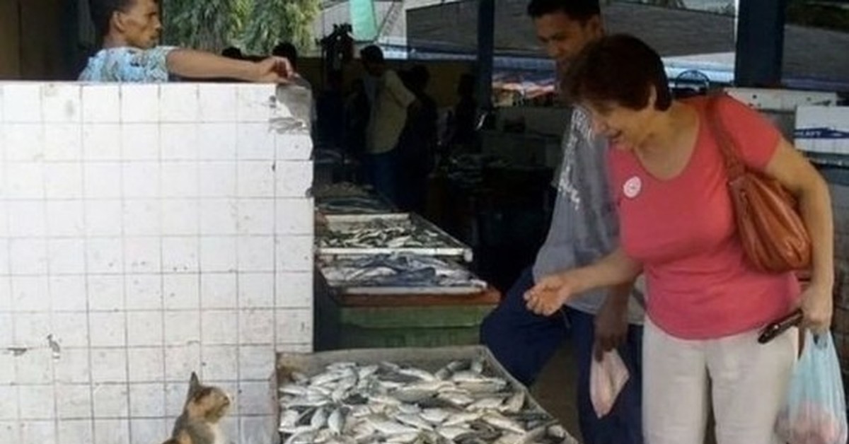 Котам рыбов. Кот продает рыбу. Коты на Рыбном рынке. Кот продавец на рынке. Кот торгует рыбой на рынке.