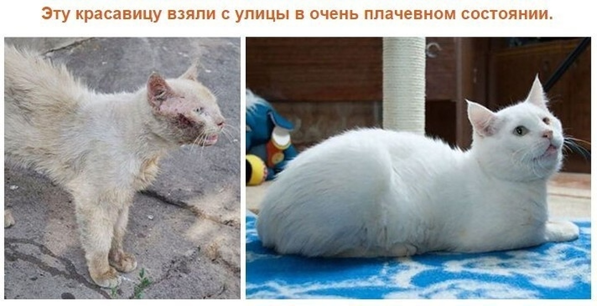 Котенок выживает кошку. Кот до и после. Котята до и после спасения. Бездомные кошки до и после. Котенок с улицы до и после.