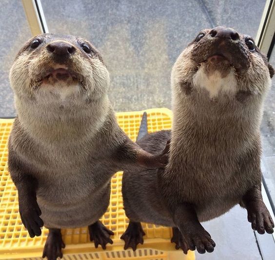 The otters are listening to you carefully - The photo, Otter, Animals