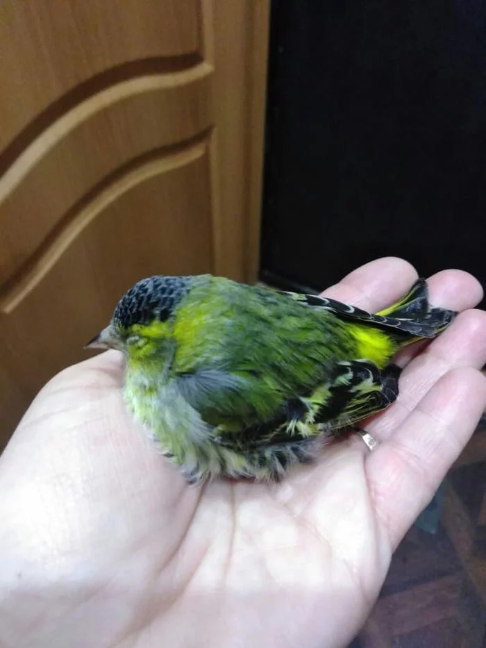 frozen birds - My, No rating, What kind of bird?, Help, Siskin