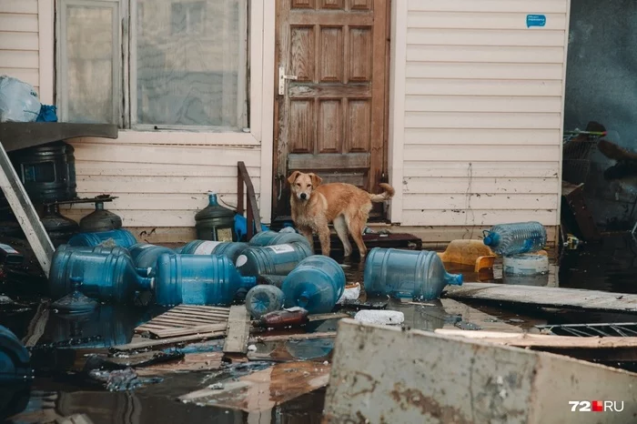 Faithful guard - Dog, State of emergency, The photo, Cur, Security guard