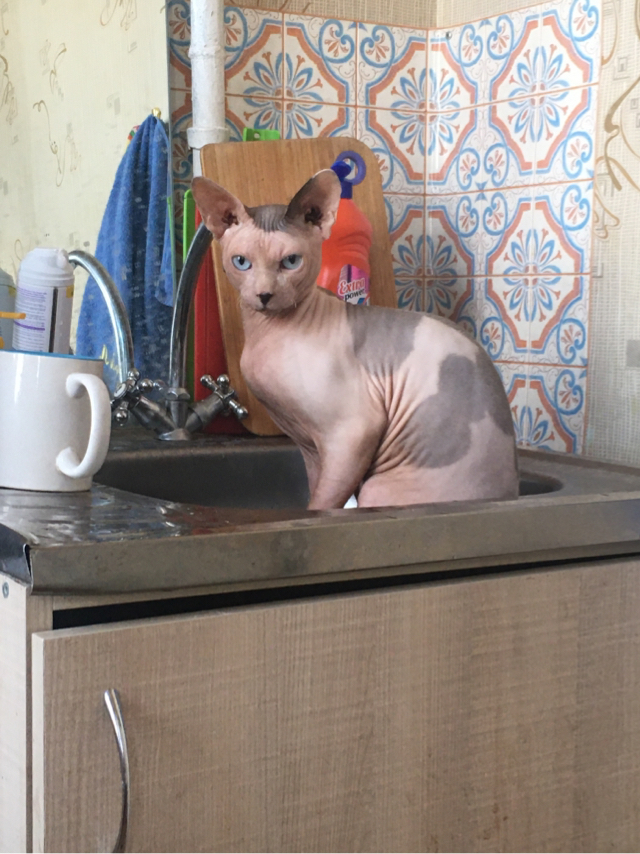 Canadian Sphynx - My, cat, Sphinx, Pets, Love, Longpost, Text