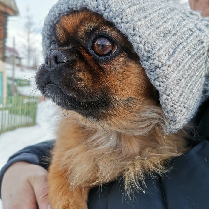 Модель Собака, Пекинес, Домашние животные, Шапка