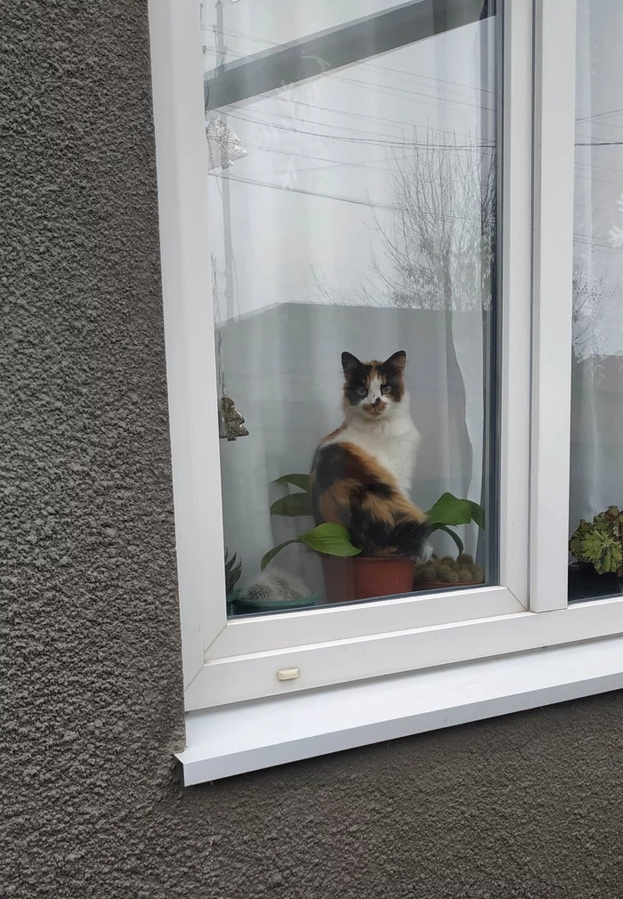 Conveniently located - cat, Flowers