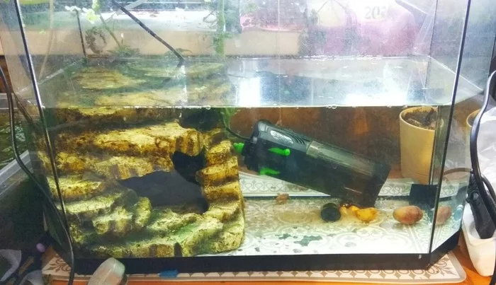 Crayfish farm, or how I ended up growing crayfish - My, Dwarf cancer, Crayfish, Farm, Aquarium, Longpost