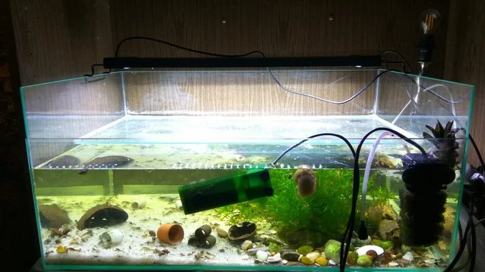 Crayfish farm, or how I ended up growing crayfish - My, Dwarf cancer, Crayfish, Farm, Aquarium, Longpost
