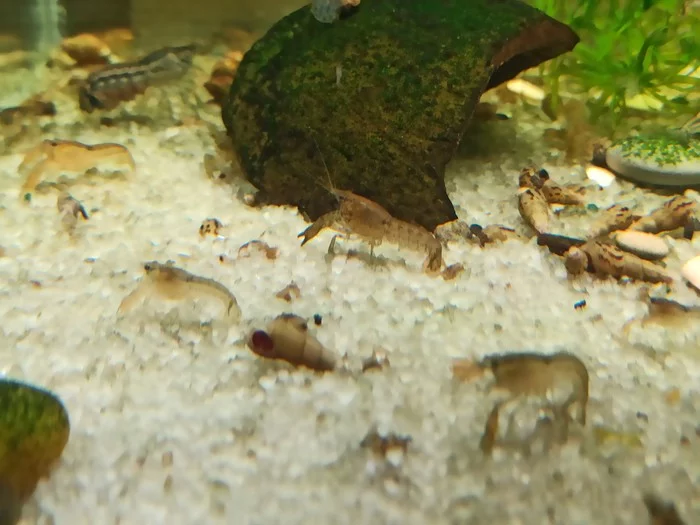 Crayfish farm, or how I ended up growing crayfish - My, Dwarf cancer, Crayfish, Farm, Aquarium, Longpost