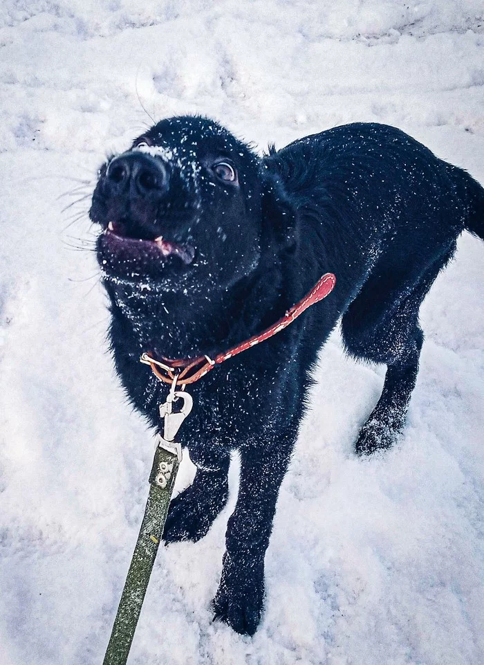 Puppy happiness - My, Mobile photography, German Shepherd, Happiness, Winter, Lucky moment, Longpost, Dog