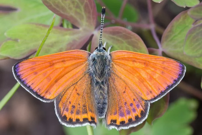 Lycaena thersamon - My, The photo, Butterfly, golubyanka, Entomology, Lepidopterology, Summer, Insects