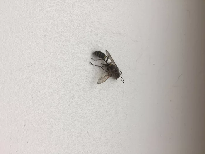 Help, strange wasps in the apartment - My, Wasp, Insects, No rating