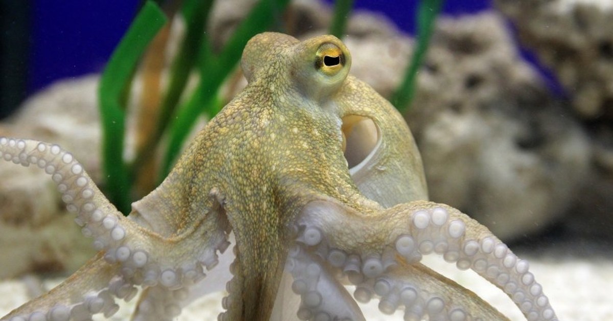 Почему осьминог а не восьминог: интересные факты о названиях морских обитателей