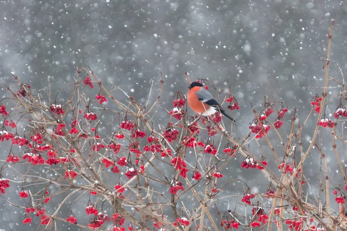 Bullfinch on viburnum - My, Birds, Bullfinches, Winter, Viburnum, Red, The photo