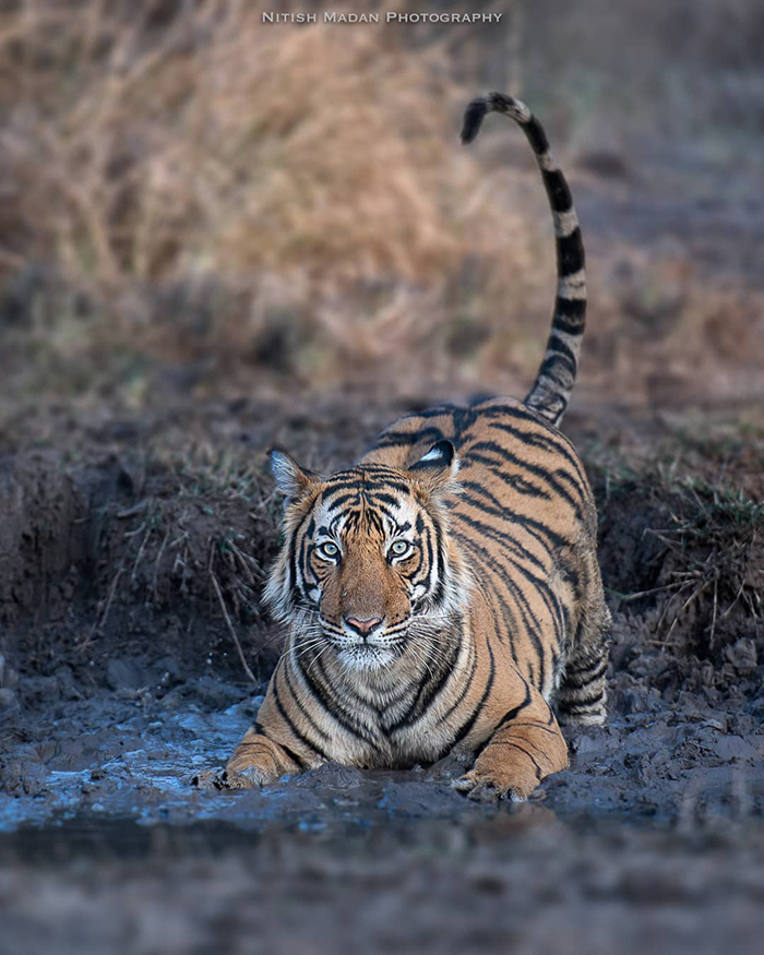 Bengal tigers - Tiger, Nature, India, The photo, Longpost, Animals