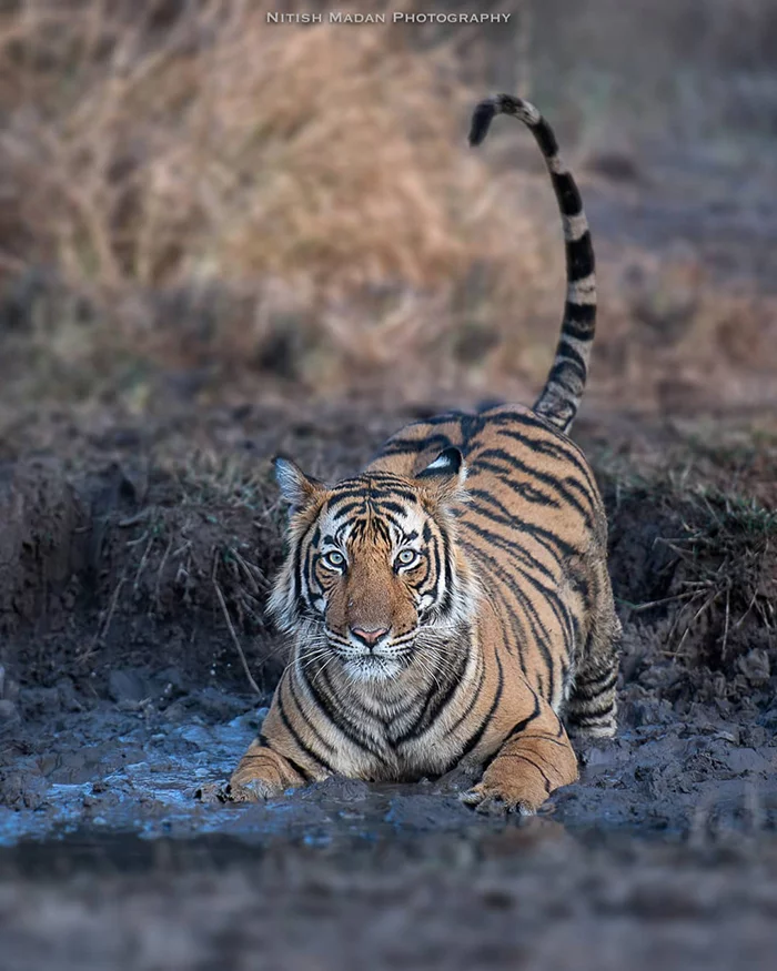 Bengal tigers - Tiger, Nature, India, The photo, Longpost, Animals