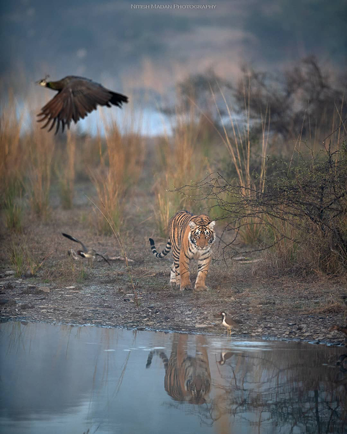 Bengal tigers - Tiger, Nature, India, The photo, Longpost, Animals