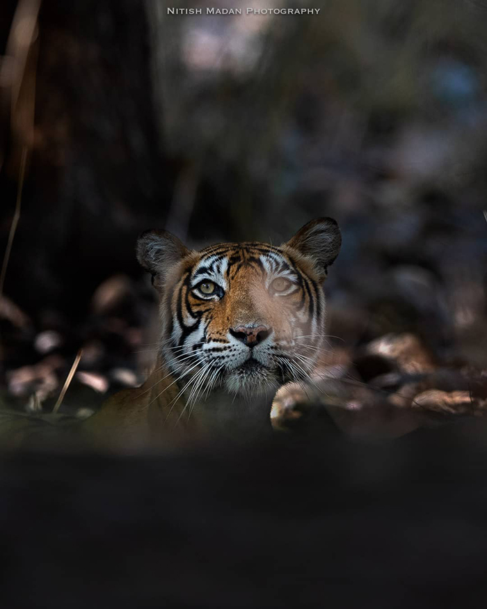 Bengal tigers - Tiger, Nature, India, The photo, Longpost, Animals