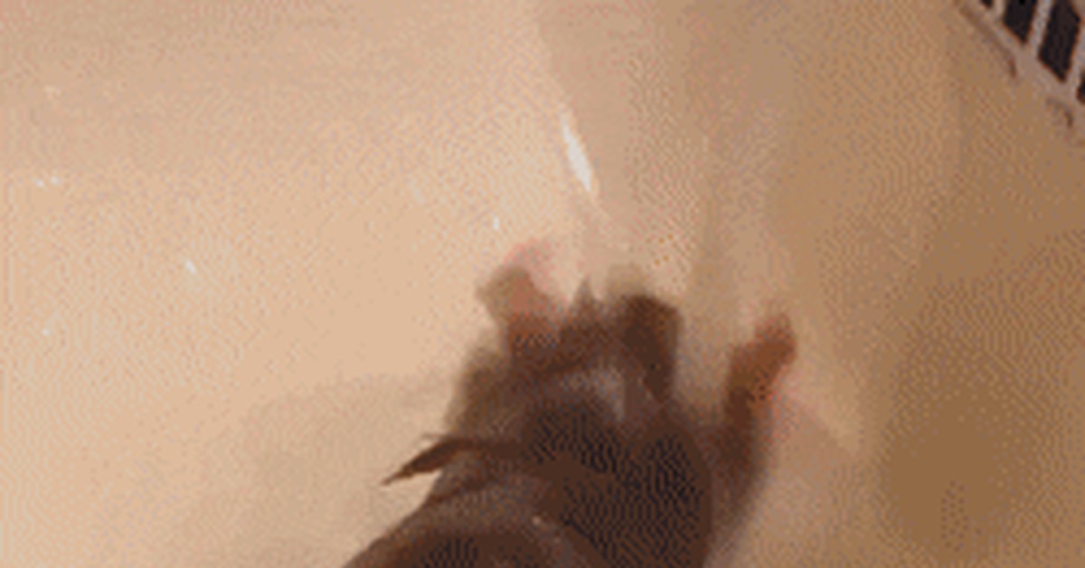 Cute rat takes a bath - Animals, Milota, GIF, Rat, Bathing