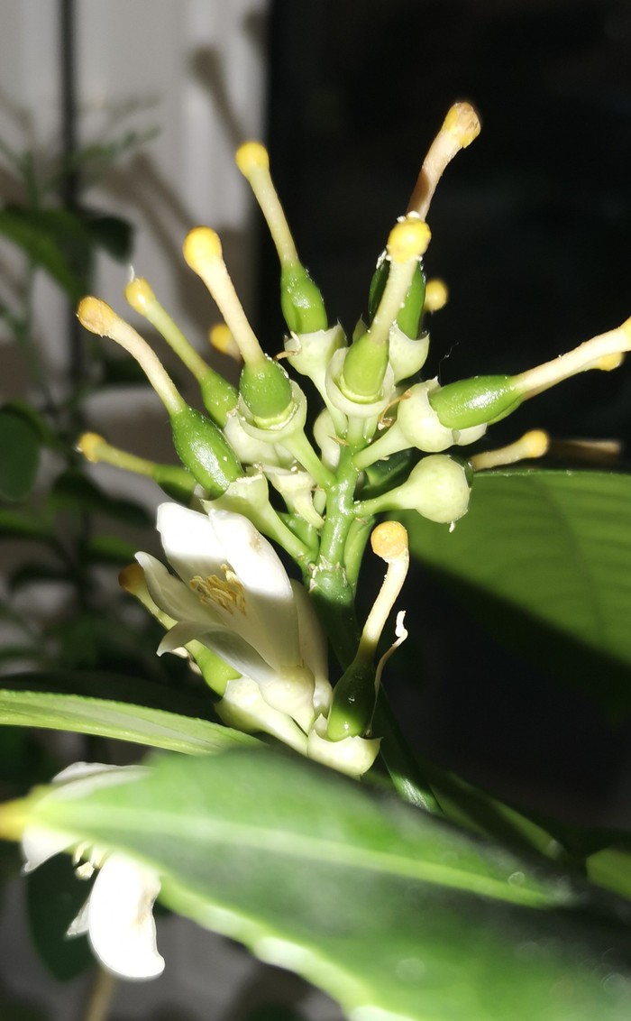 Лимон многообещающий