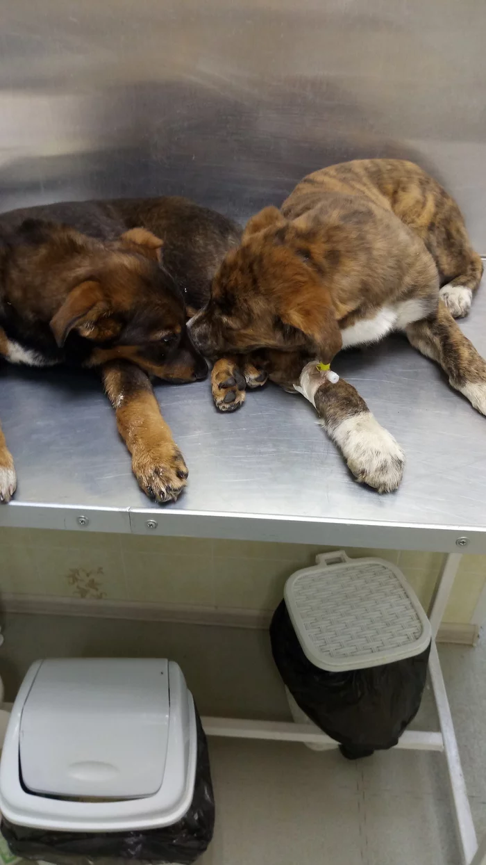 Second day of active treatment... - My, Pets, Puppies, People, Dogs and people, Disease, Longpost, Dog, Vet