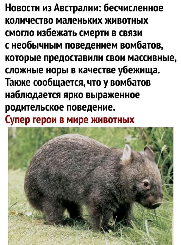 Дневник Вомбата