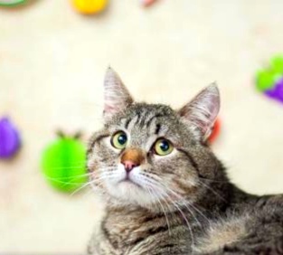 We are looking for a home for shelter cats - cat, Catomafia, Moscow, No rating, In good hands, Good league, Animal shelter