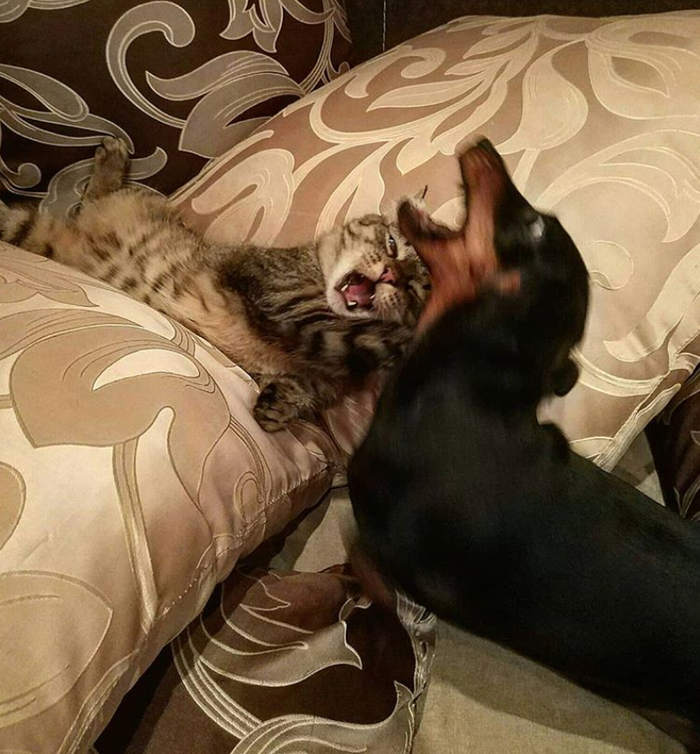 �������� ��������