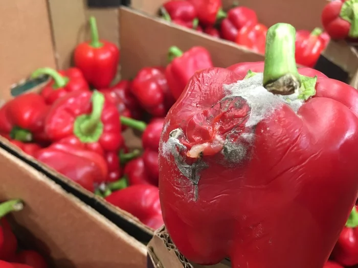 When a Freshness Director Needs a Freshness Director - My, Dixie, Mold, Quality, Longpost