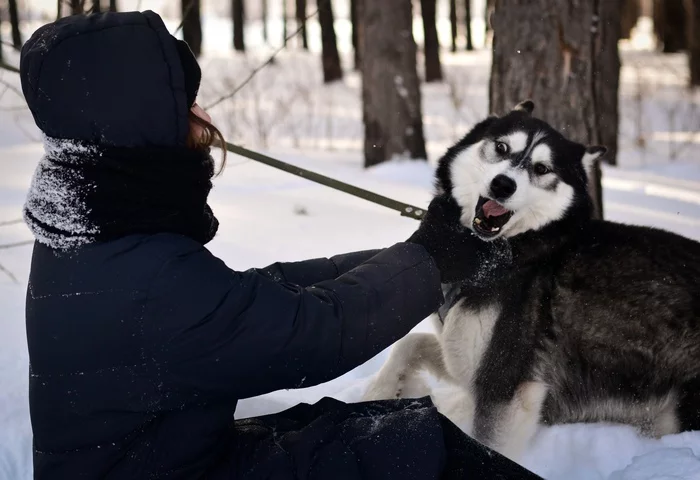 Getting ready to make a bite - My, Husky, Siberian Husky, Walking, Kus, Winter, Dog