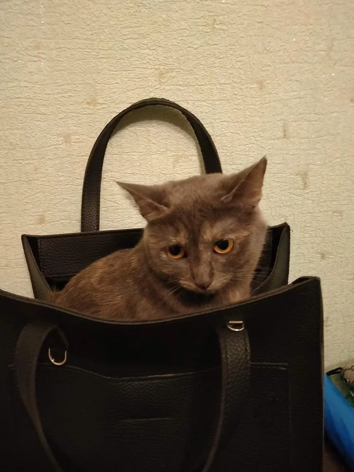 The kitten is ready to go to the store) - My, cat, Catomafia, Longpost