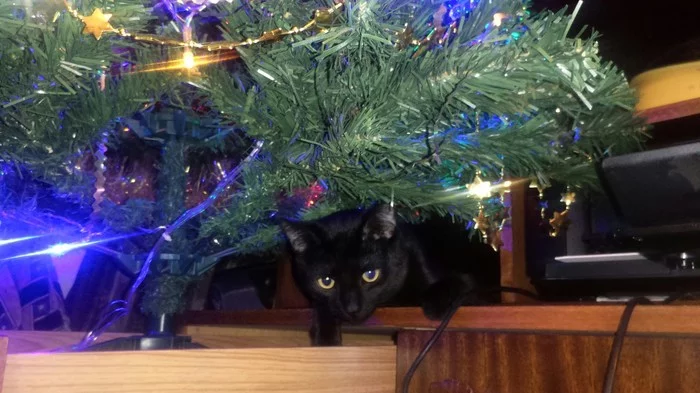 The gift got stuck in - My, cat, New Year