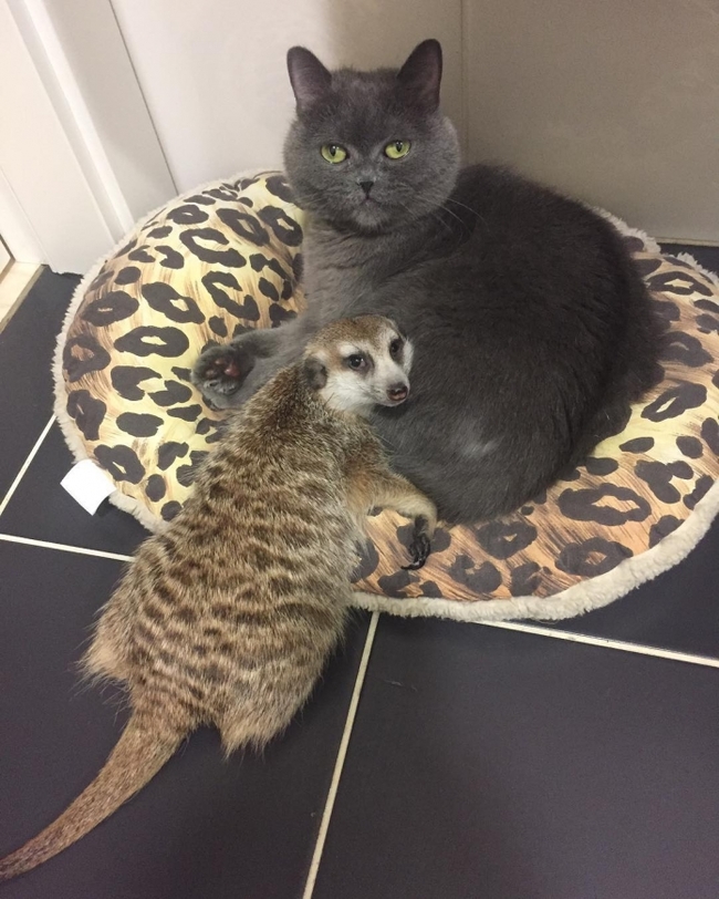 Unusual Friendship - cat, Meerkat, Pets, Friends, Saint Petersburg, Longpost