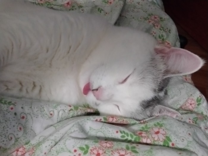 Спят усталые игрушки... Кошки спят...