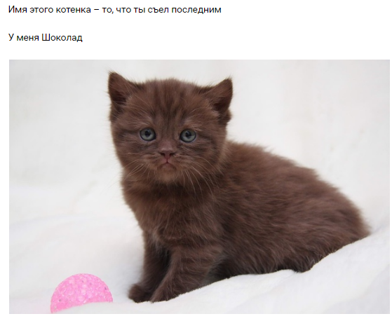 I'll organize a small flash mob on Pikabushechka - cat, Picture with text, Kittens