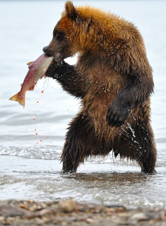 Me, when they tell me it's time to grow up - The photo, The Bears, Animals, wildlife, Fishing