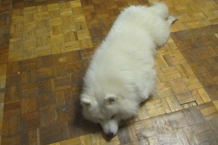 Finally the work week is coming to an end - My, Samoyed, Pets, Volzhsky, The photo, Dog North, Dog, Friday