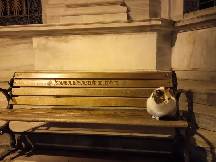 Istanbul cats - My, cat, Animals, Benches