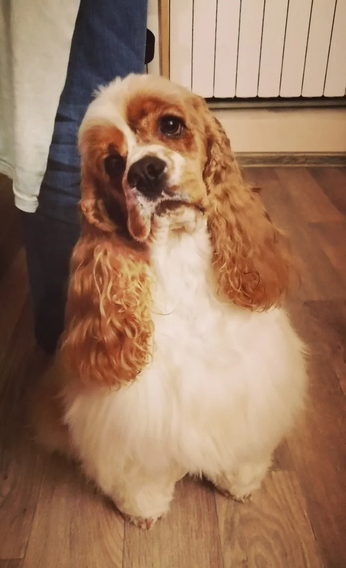 What do you have? - My, Dog, Pets, Cocker Spaniel