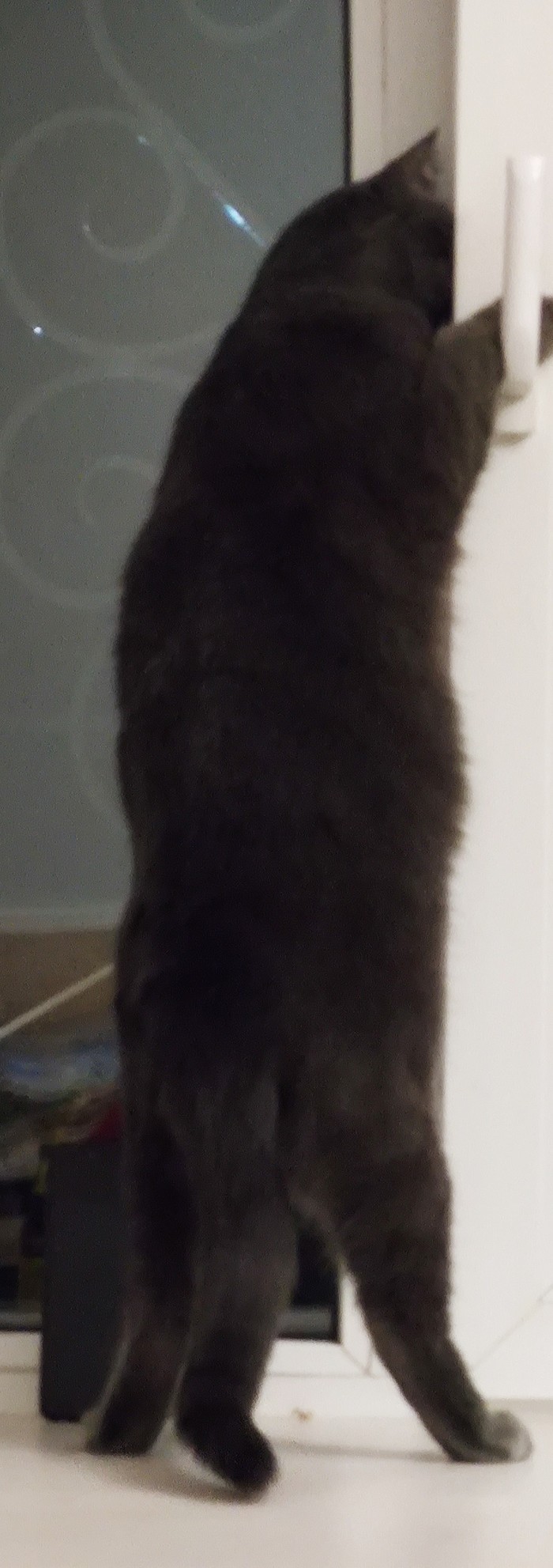 Длиннокот в поисках свежести