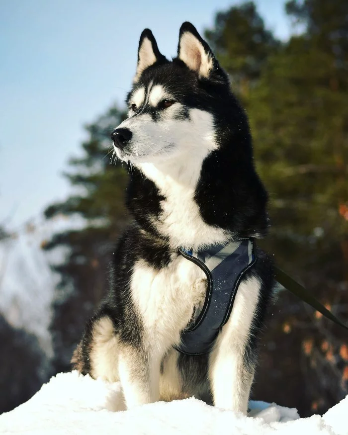 Husky in the forest - Husky, Siberian Husky, Dog