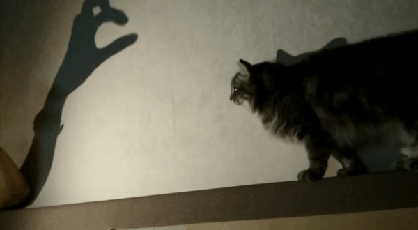 Театр теней Кот, Котомафия, Гифка, Тень