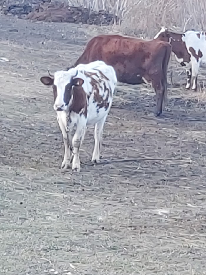 Тупой, ещё тупее...