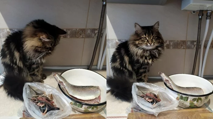 The cat Vasily guards the future Forshmak - My, cat, Forshmak, A fish, Longpost