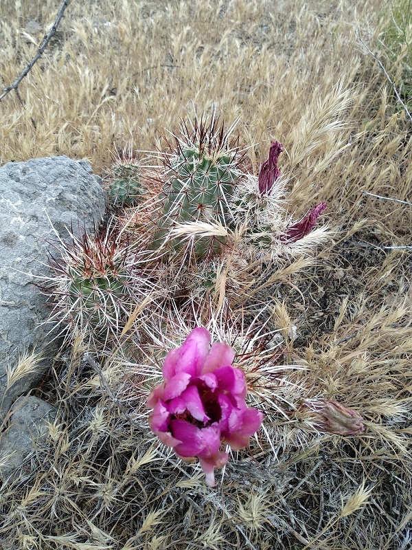 Цветущий кактус, Red Rocks парк, Невада