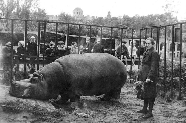 Why don't Europeans have Leningrad breed hippopotamuses? - Leningrad, The Great Patriotic War, Zoo, Leningrad Zoo, Girls, hippopotamus, Longpost