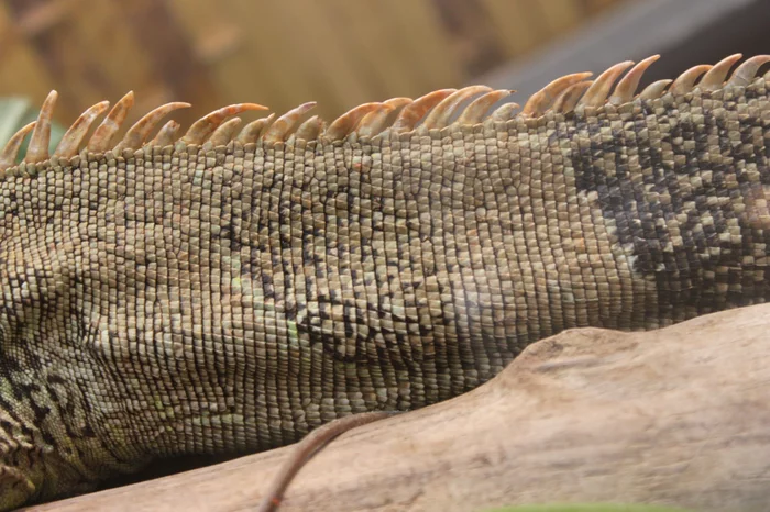 Scales - My, Green Iguana, Scales, The photo, Reptiles, 