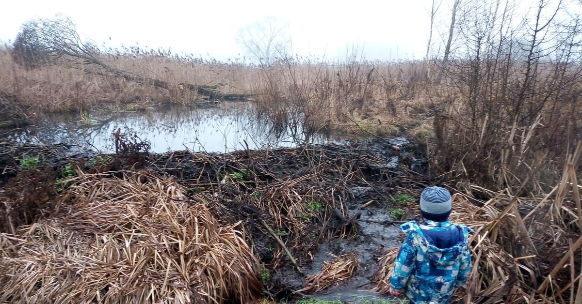 Бобр бай бобруйск. В городе Бобруйск живут бобры. Бобр в Бобруйске фото. Живут ли в Бобруйске бобры. Партизан и Бобруйска бобры уничтожили дороги.