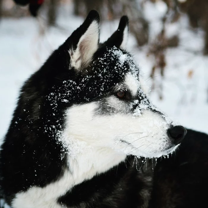 In the snow - My, Dog, Siberian Husky, Husky, Snow