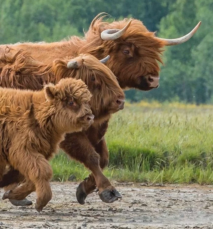 Family - Nature, Family, Milota, Highland, Cow, The photo